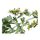 Davana