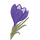 Violet Leaf